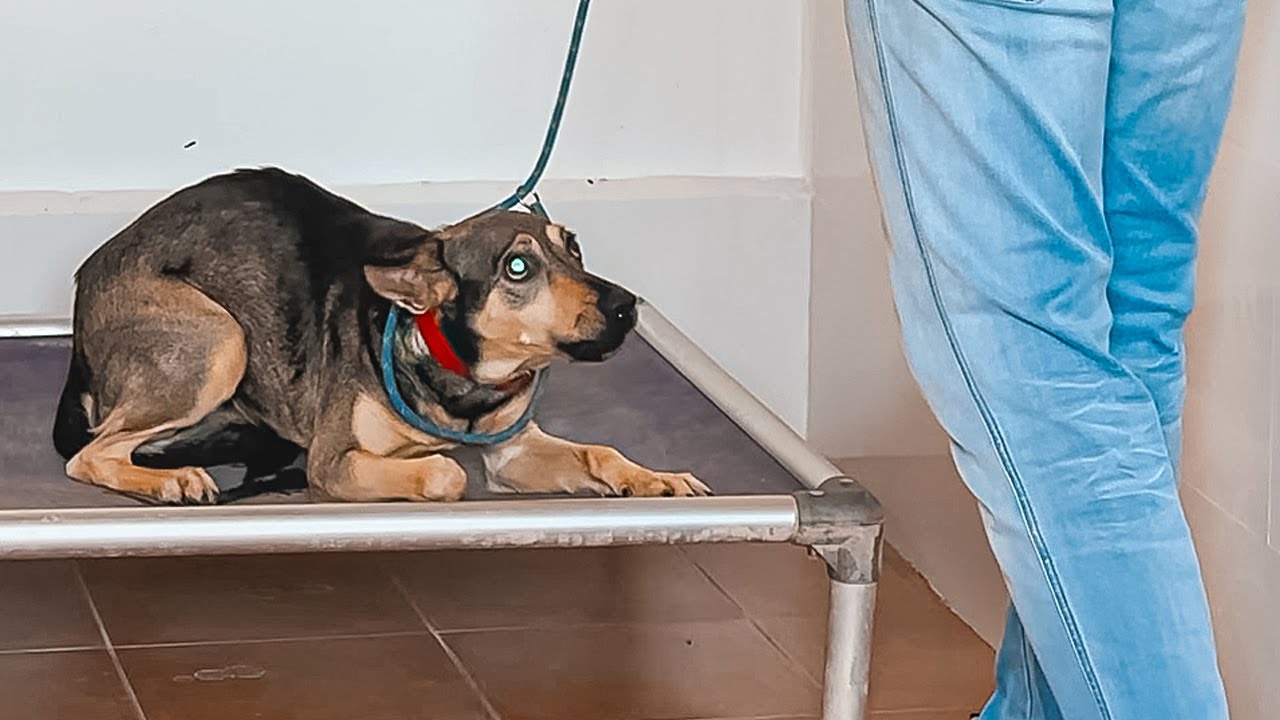 Fearful, aggressive dog UNDER CONTROL in just ONE HOUR!