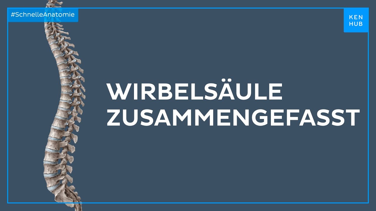 Wirbelsäule zusammengefasst - Anatomie einfach erklärt | Kenhub