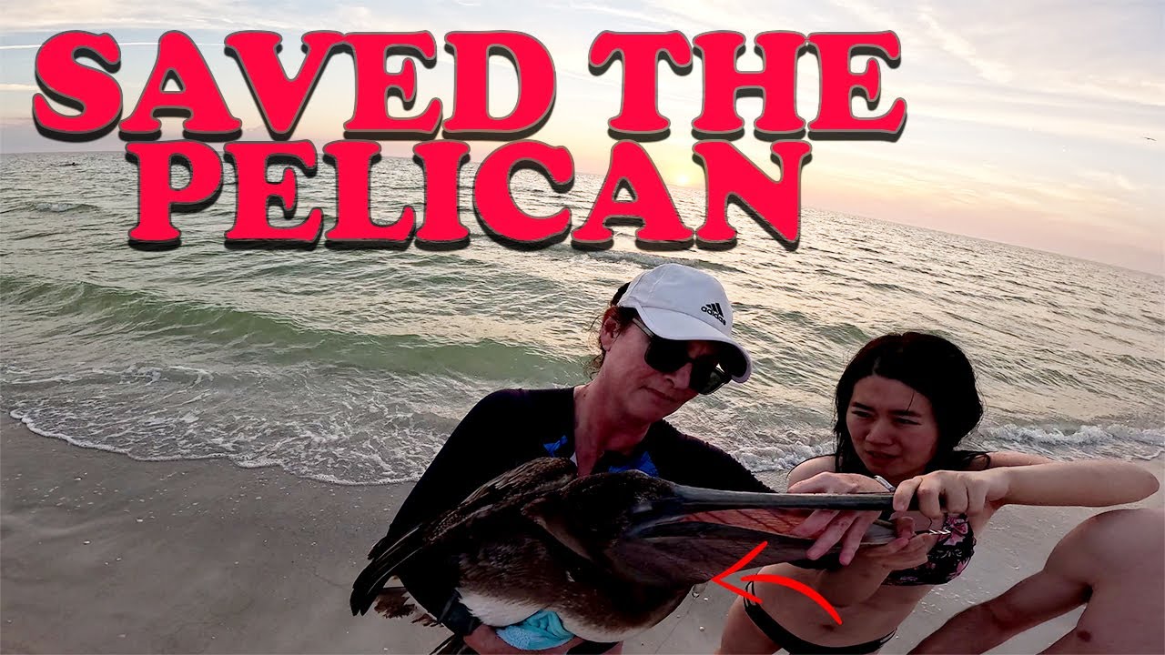 We saved a pelican while beach fishing... #fishing #beachfishing