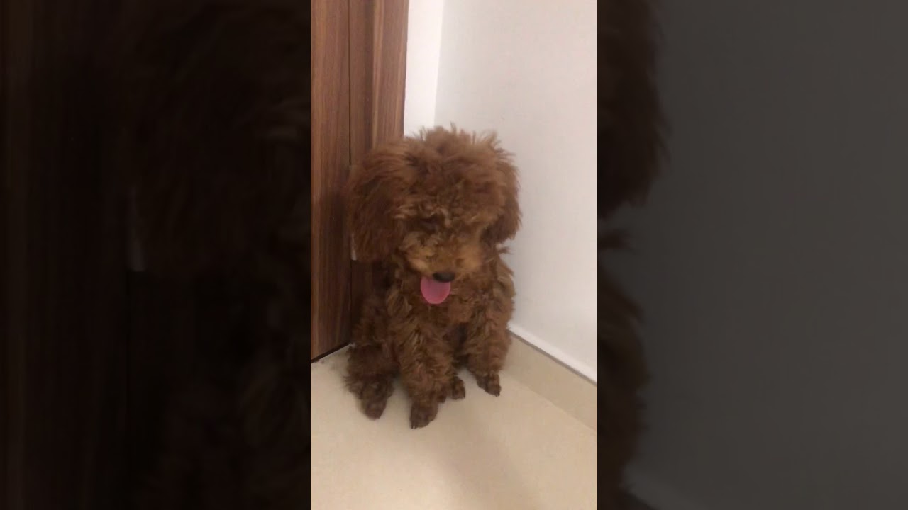 Puppy bị phạt vì đi vệ sinh không đúng chỗ | Linh miu’s Life