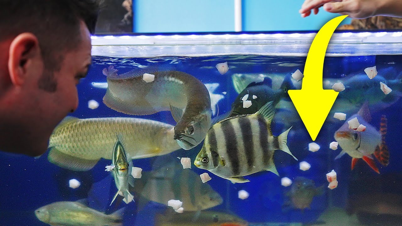 Aquarium Monsters: Store Tour of Rays Tanks