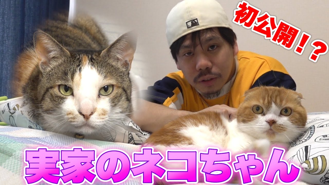 ザカオの実家にいる猫ちゃんを紹介します。
