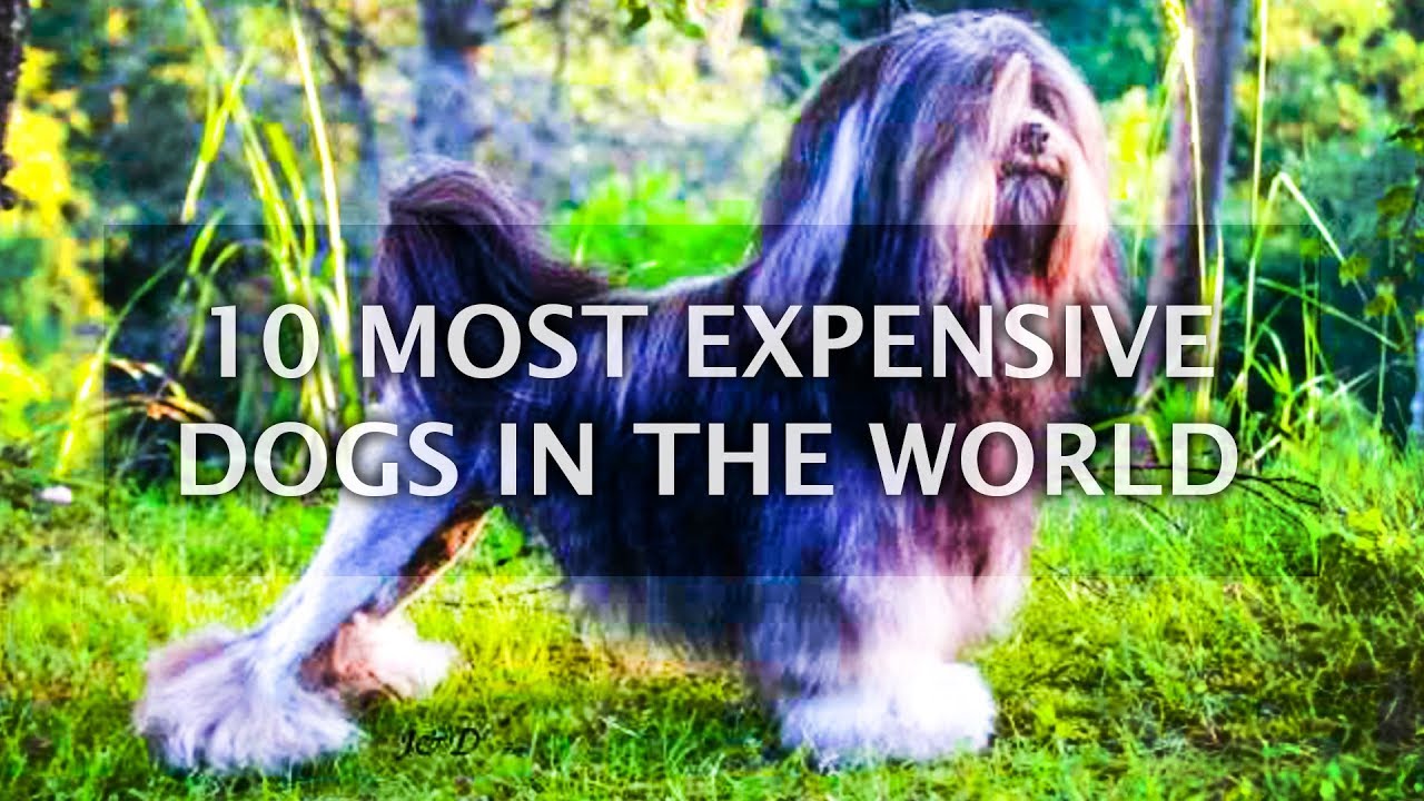 10 Most Expensive Dog Breeds - World Costly Dogs Price | Top 10 List