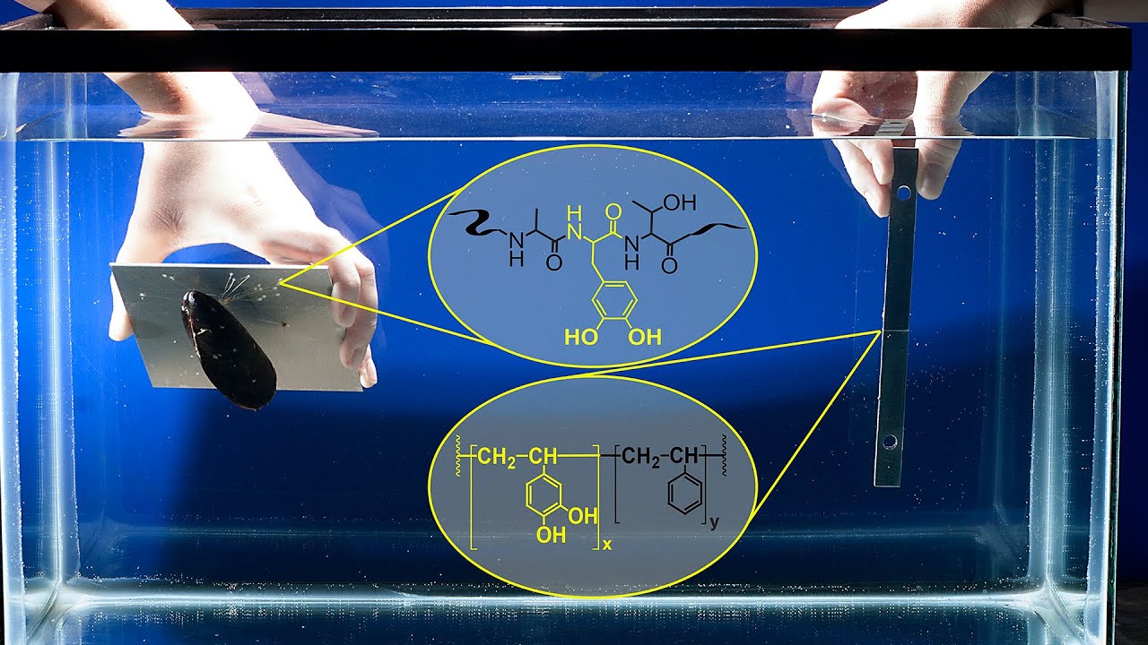 New Underwater Adhesive Licensed by Chemistry Startup