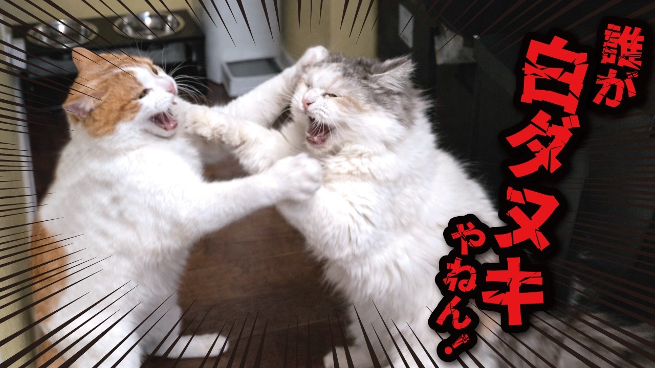 猫たちが殴り合いのケンカをして大変なことに…！！！