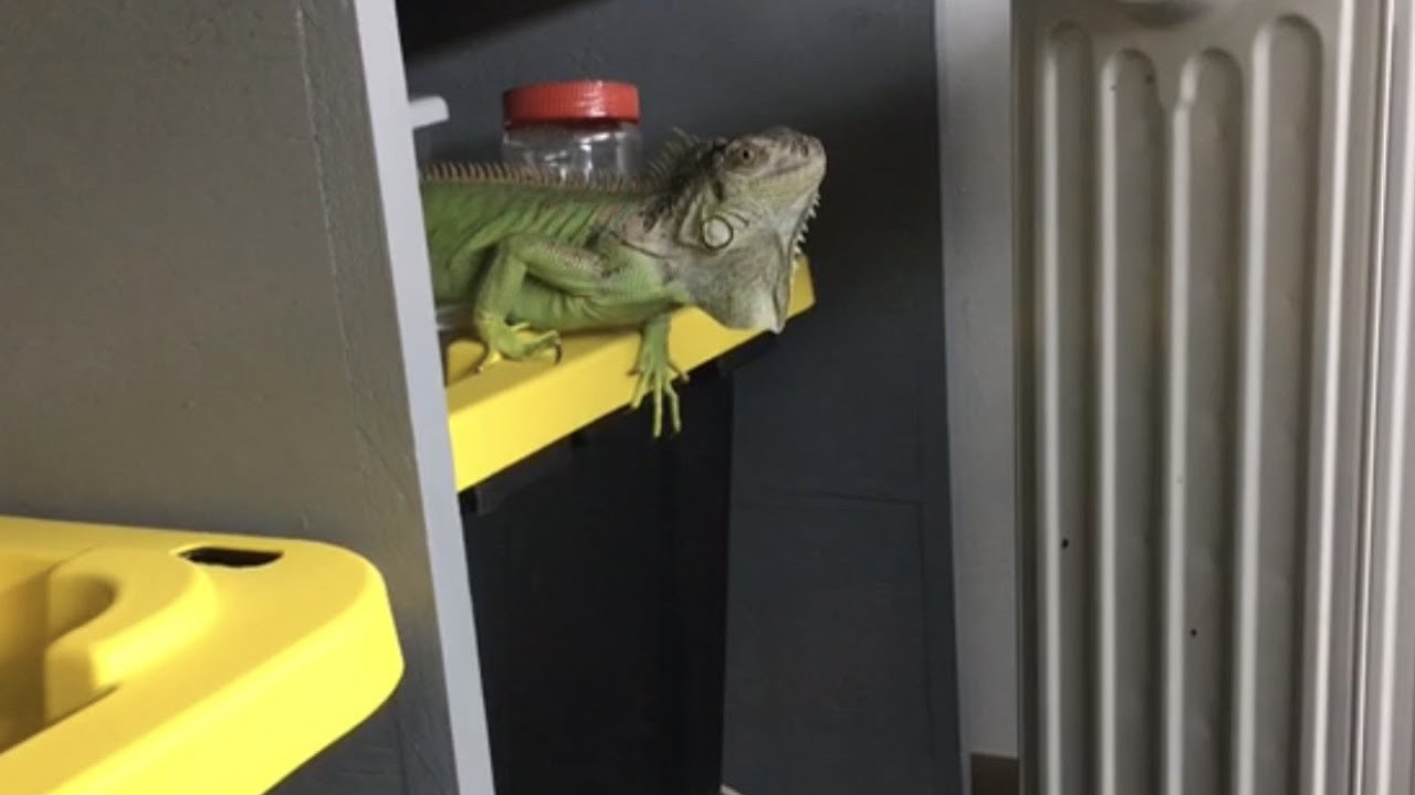 How I TAMED My VERY SKITTISH GREEN IGUANA (Full Story)!!!!