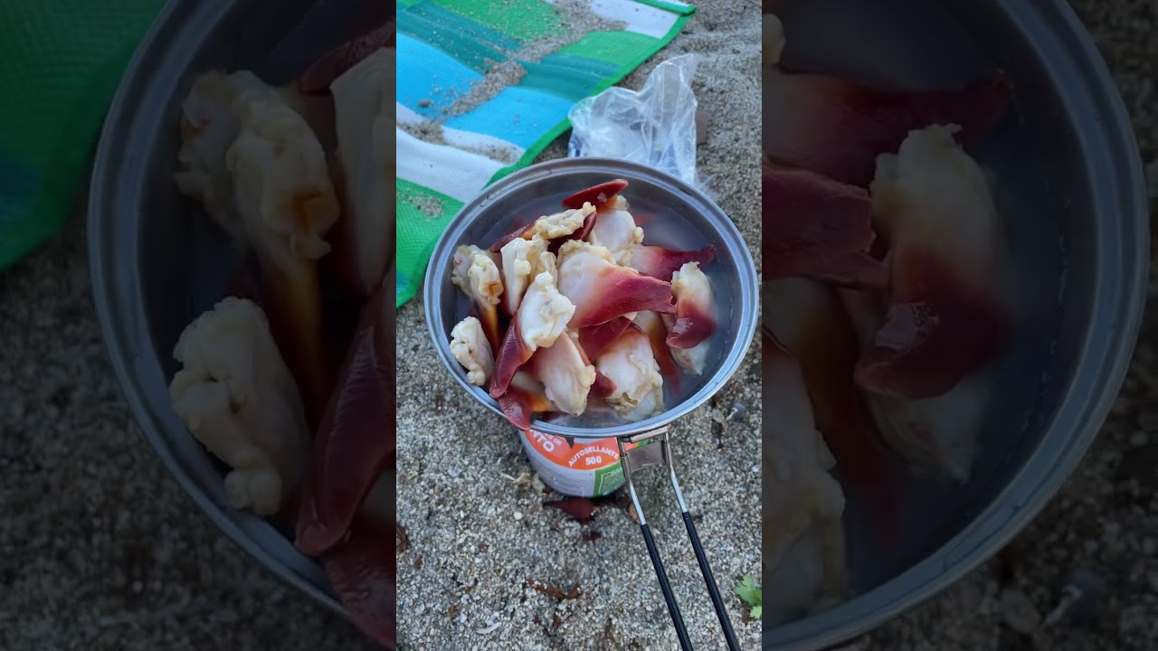 Artic Surf Clams