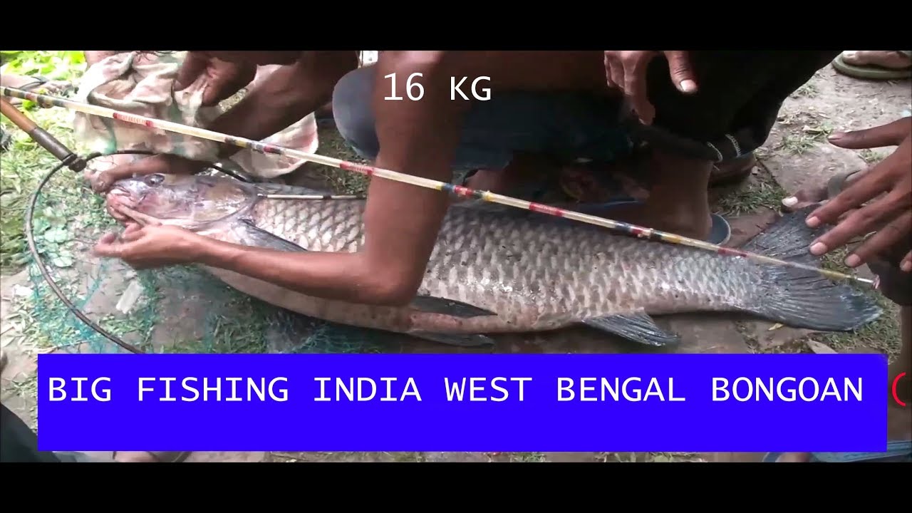 22 kg BIG FISH HUNTING//BIG FISHING INDIA WEST BENGAL BONGOAN ( HD )