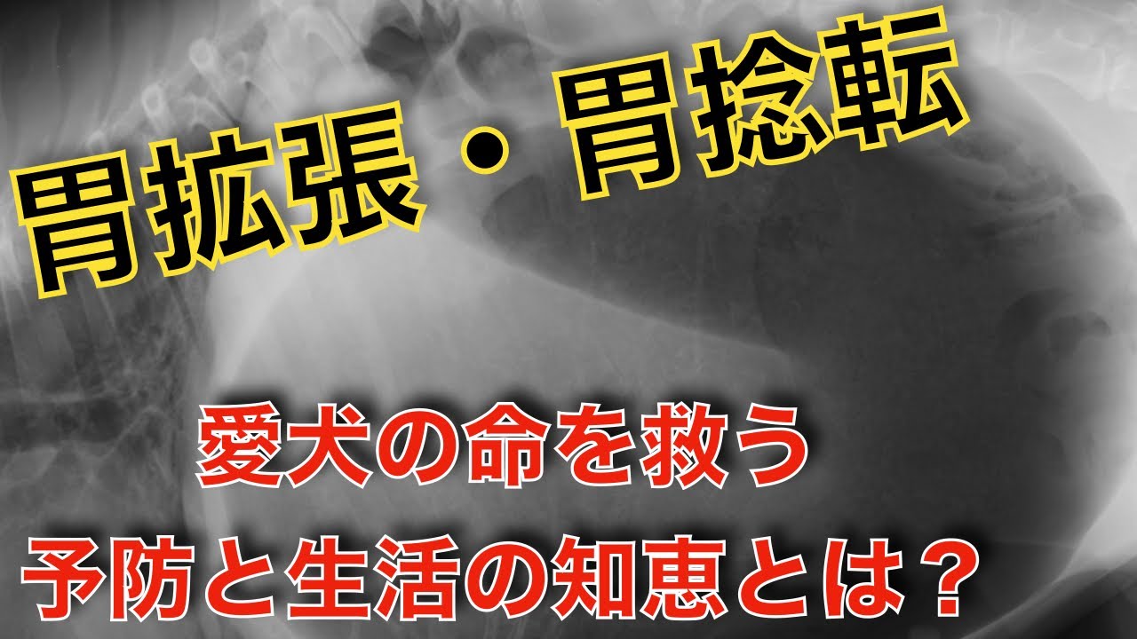【胃拡張胃捻転】大型犬で要注意！犬の胃拡張胃捻転の予防法を12分で獣医師が解説