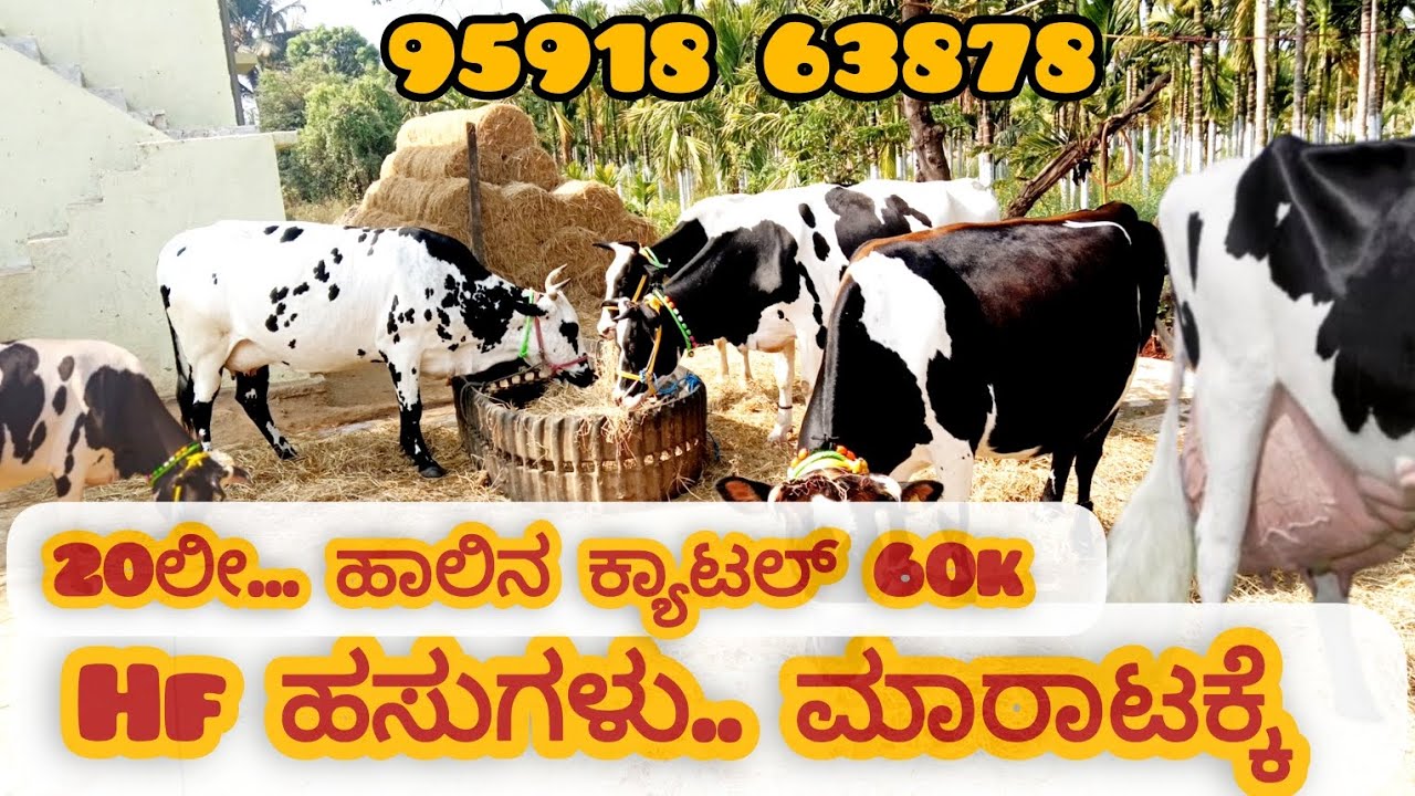 ಎಚ್ಎಫ್ HF ಹಸುಗಳು ಮಾರಾಟಕ್ಕೆ. 20 ಲೀಟರ್ ಹಾಲಿನ ಹಸು ಕೇವಲ 60...ಕ್ಕೆ/Top quality HF cattles for sale