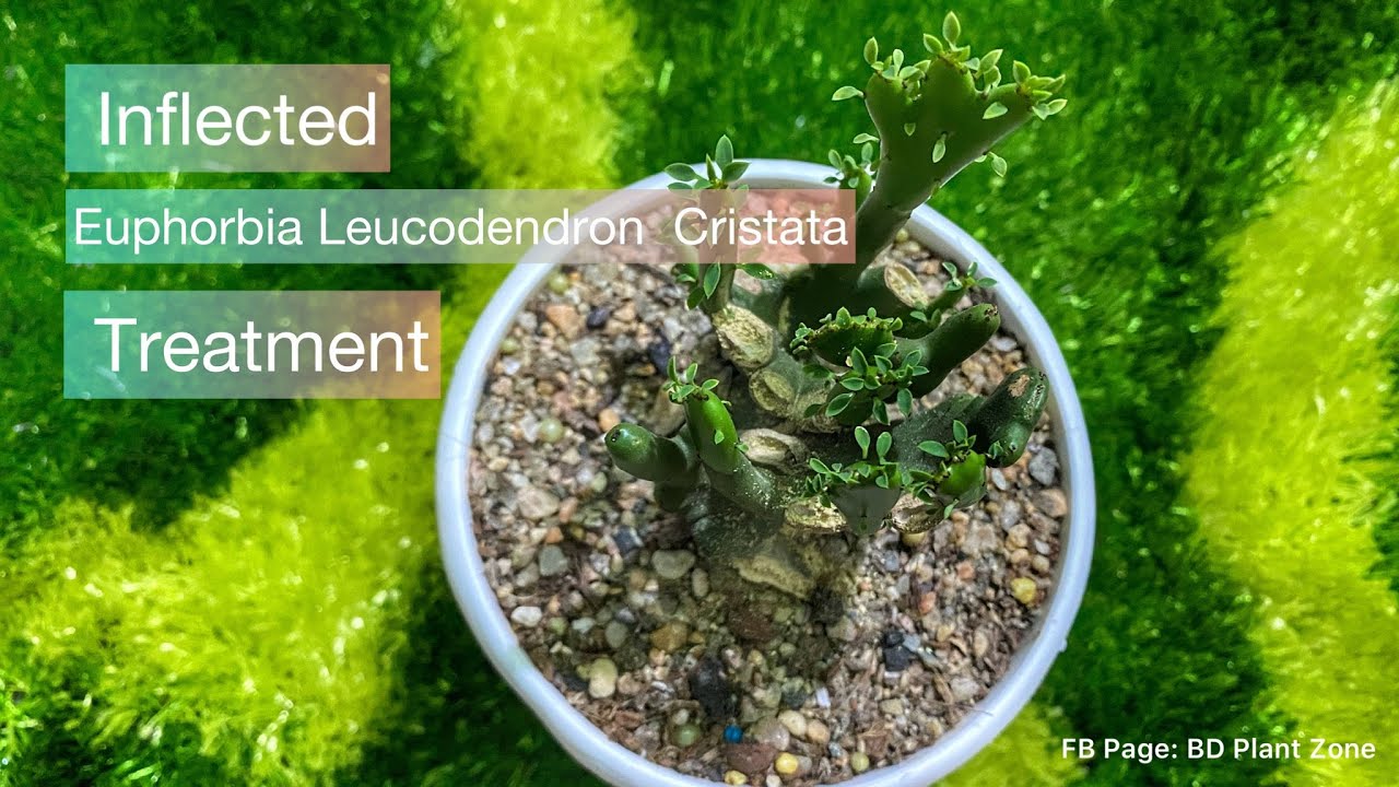 Inflected Euphorbia Leucodendron Cristata Treatment | see the update On Next Video !!! ❤️