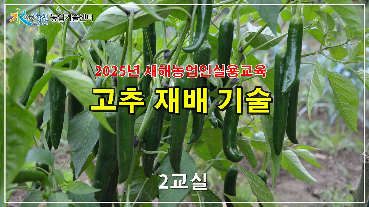 고품질 고추 재배기술 2교실