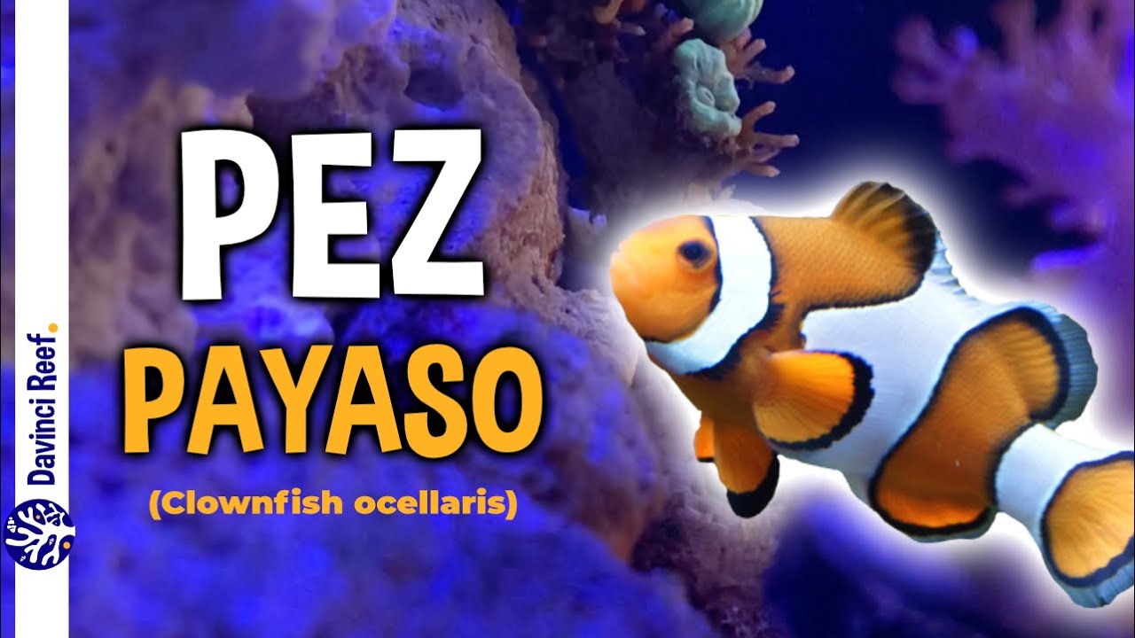 Cuidados de un Pez payaso Ocellaris en tu acuario marino  -  Ficha t&eacute;cnica, par&aacute;metros y consejos.