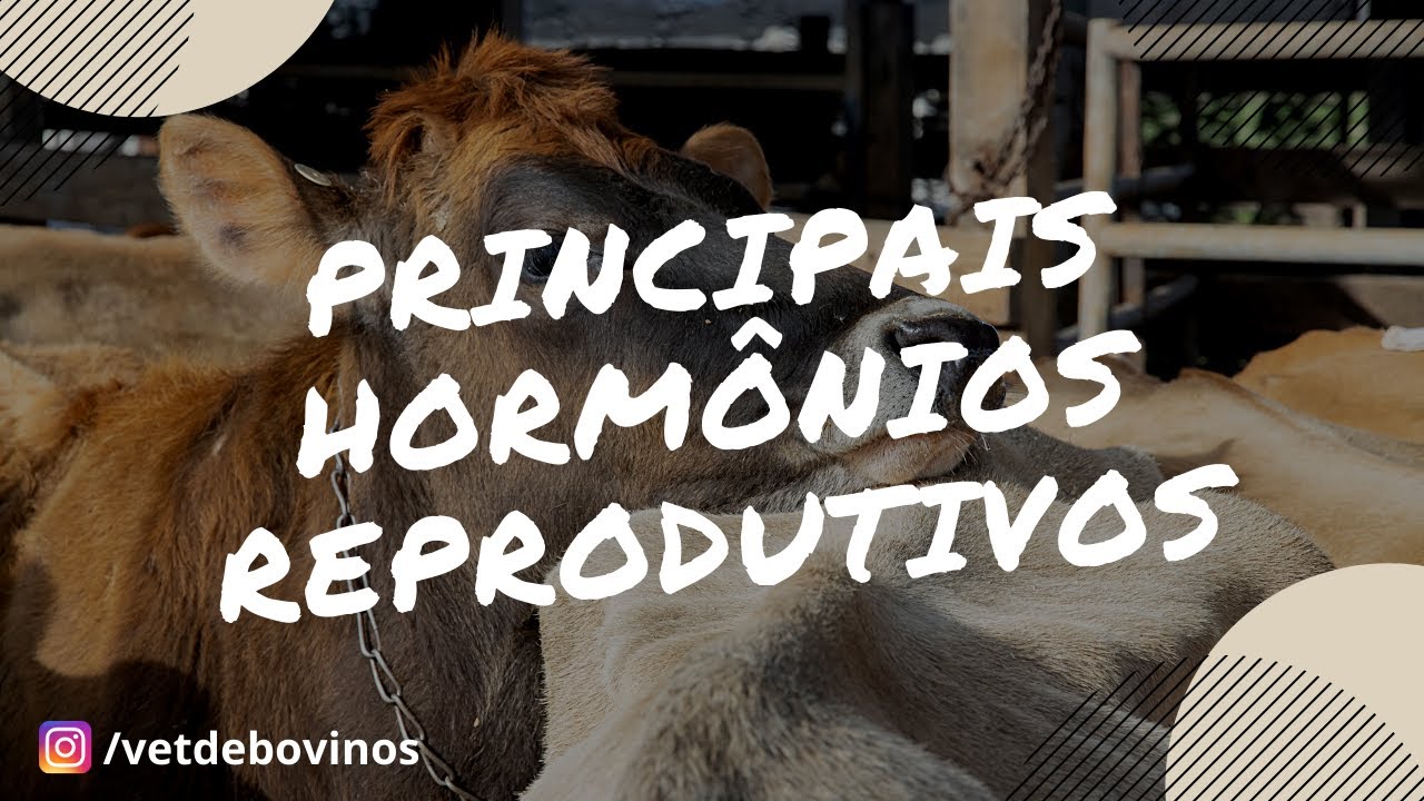 Ação dos Principais Hormônios Reprodutivos Bovino #010