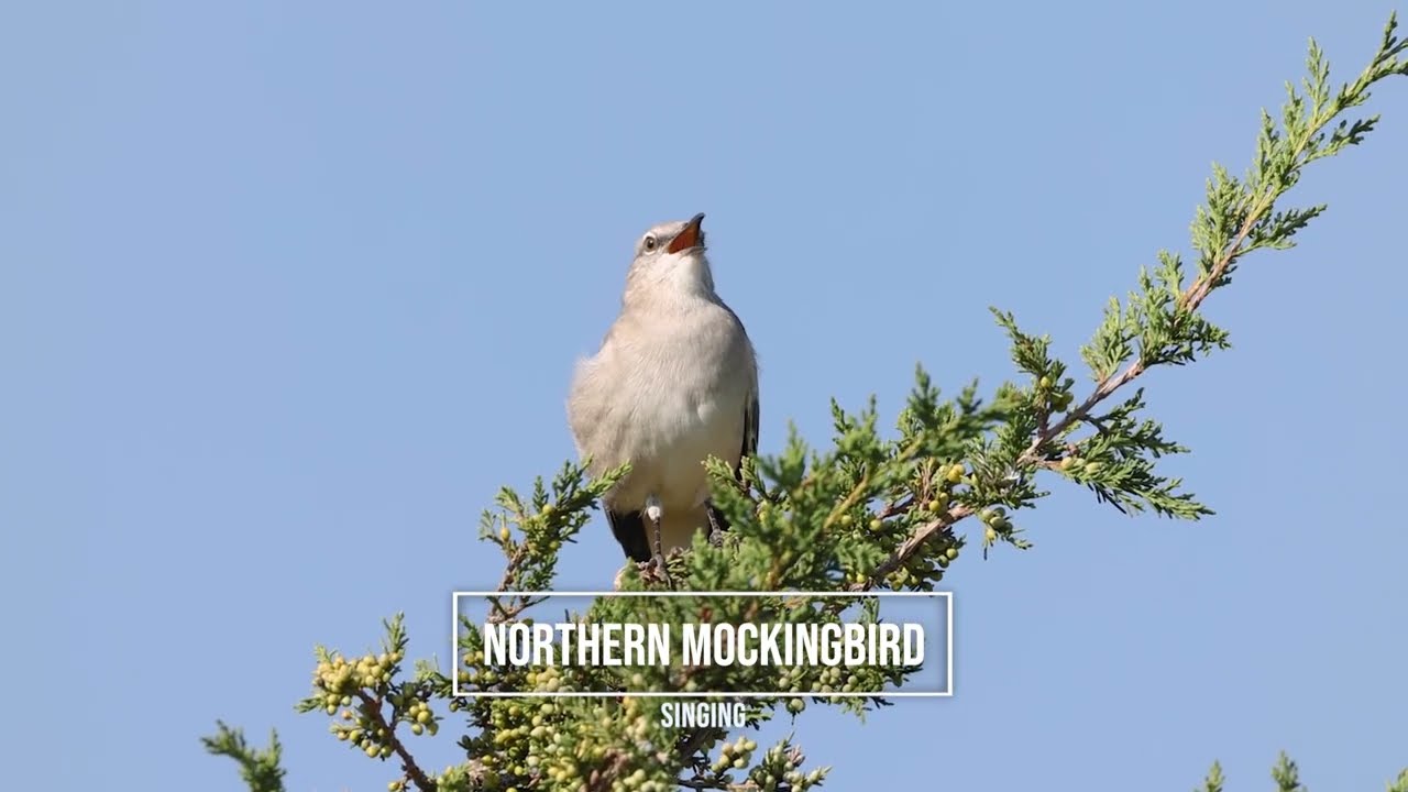 A NORTHERN MOCKINGBIRD SINGS