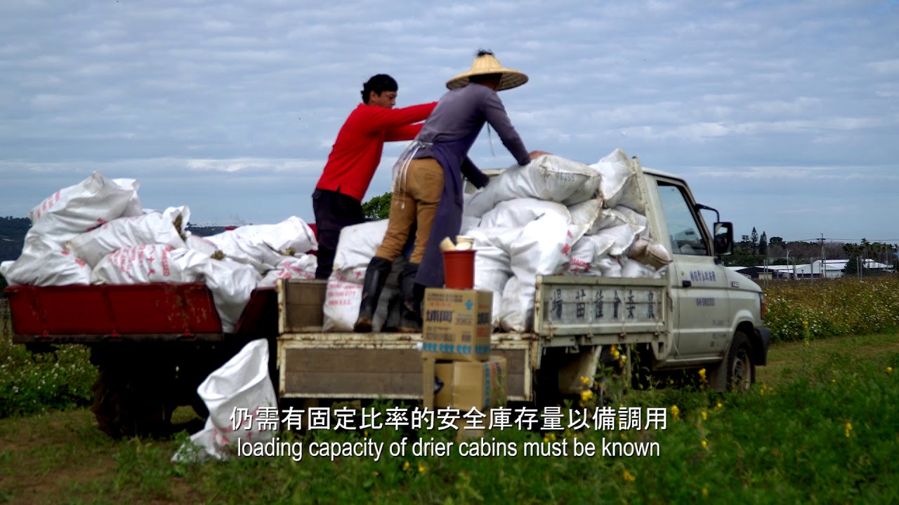 Sorghum seed production process