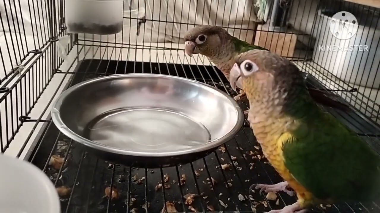 Conure parrots are playing happily and fighting #conurebirds #conurelove vlogs