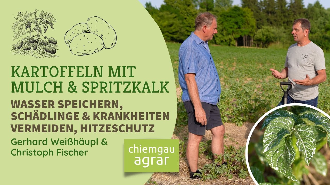 Ertragreich Kartoffeln anbauen mit Mulch & Spritzkalk - Starke, gesunde Pflanzen ganz ohne Bewässern