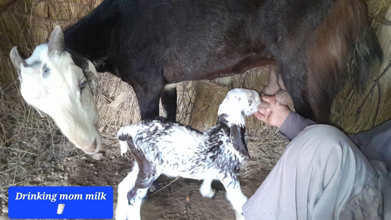 Mom Drinking Milk 🥛 goat Baby 🇵🇰