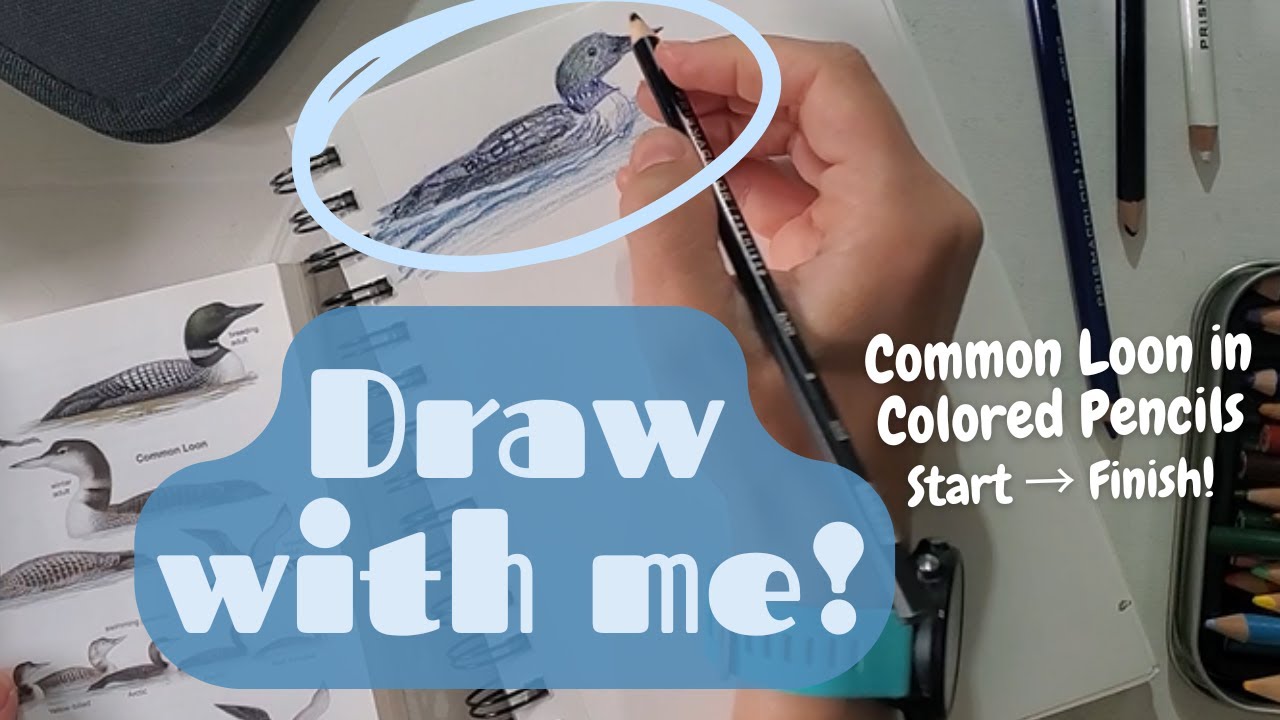 Relax & Draw a Loon From Start to Finish - Prismacolor Pencil Wildlife Art