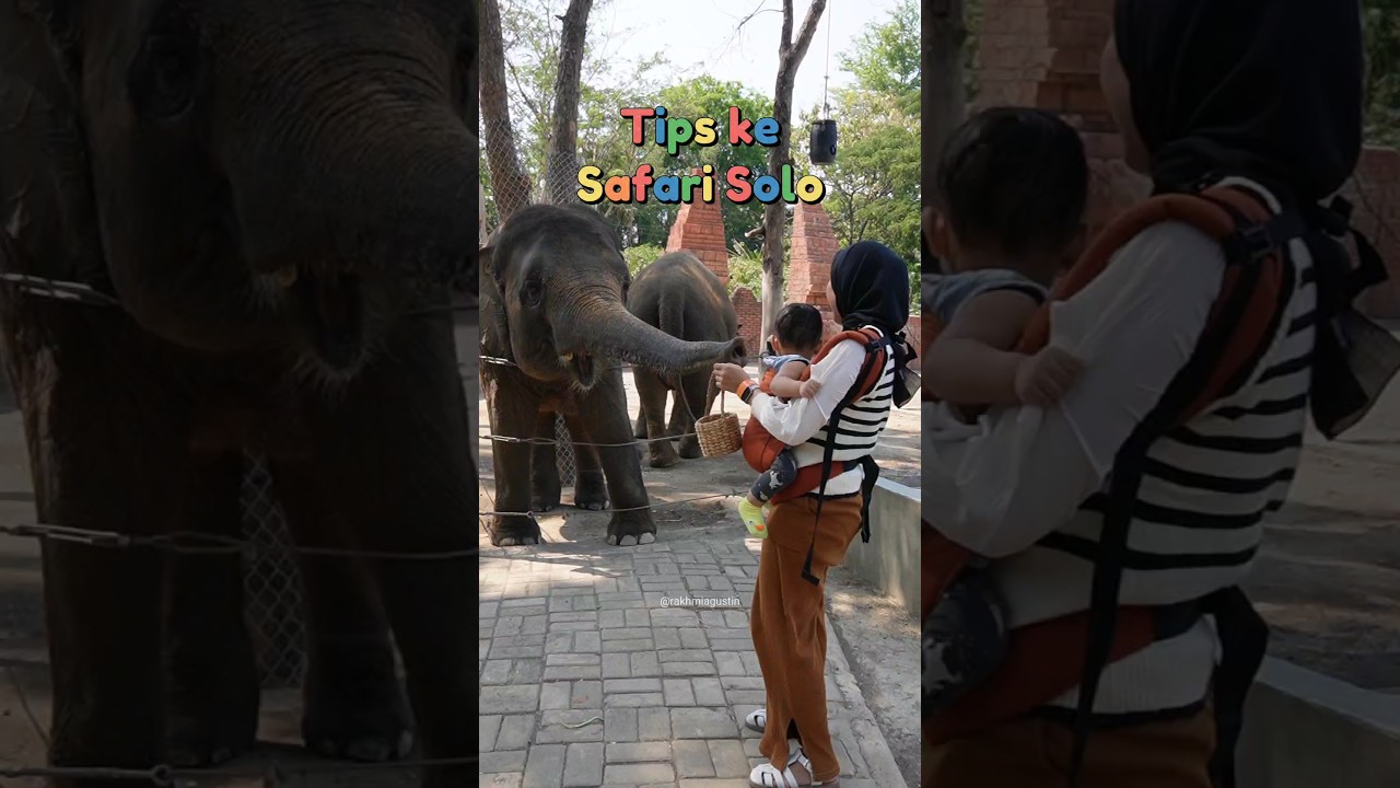 tips ke safari solo