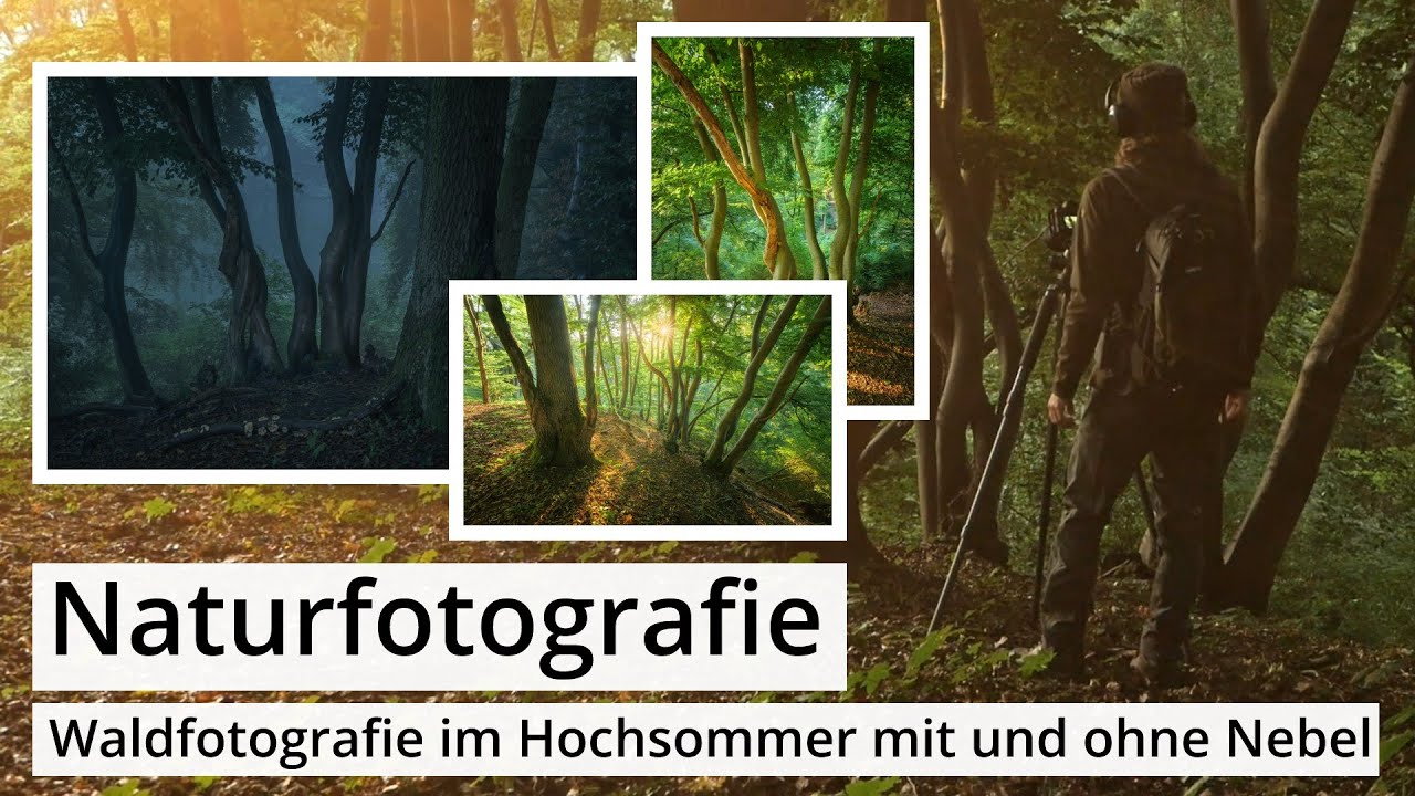 Naturfotografie: WALDFOTOGRAFIE im HOCHSOMMER mit und ohne NEBEL | Hell und dunkel