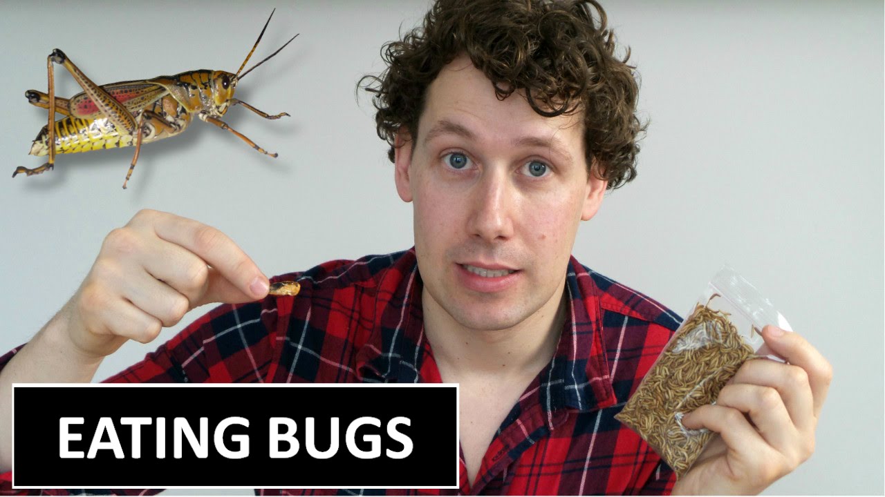 EATING BUGS | Mark Eat TV tasting worms and grasshoppers