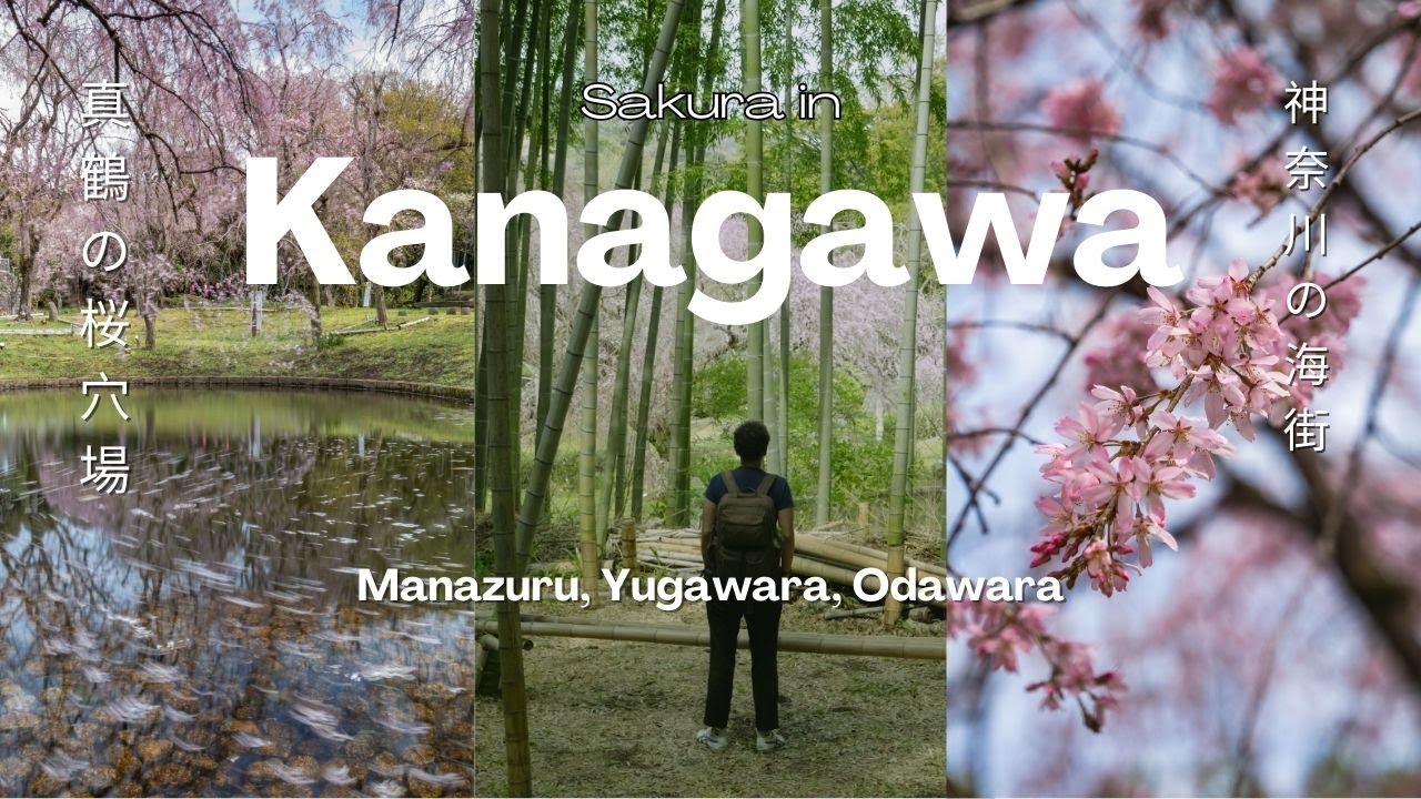 Hidden Sakura in a Japanese Seaside Town (Exploring Yugawara, Manazuru & Odawara near Tokyo)
