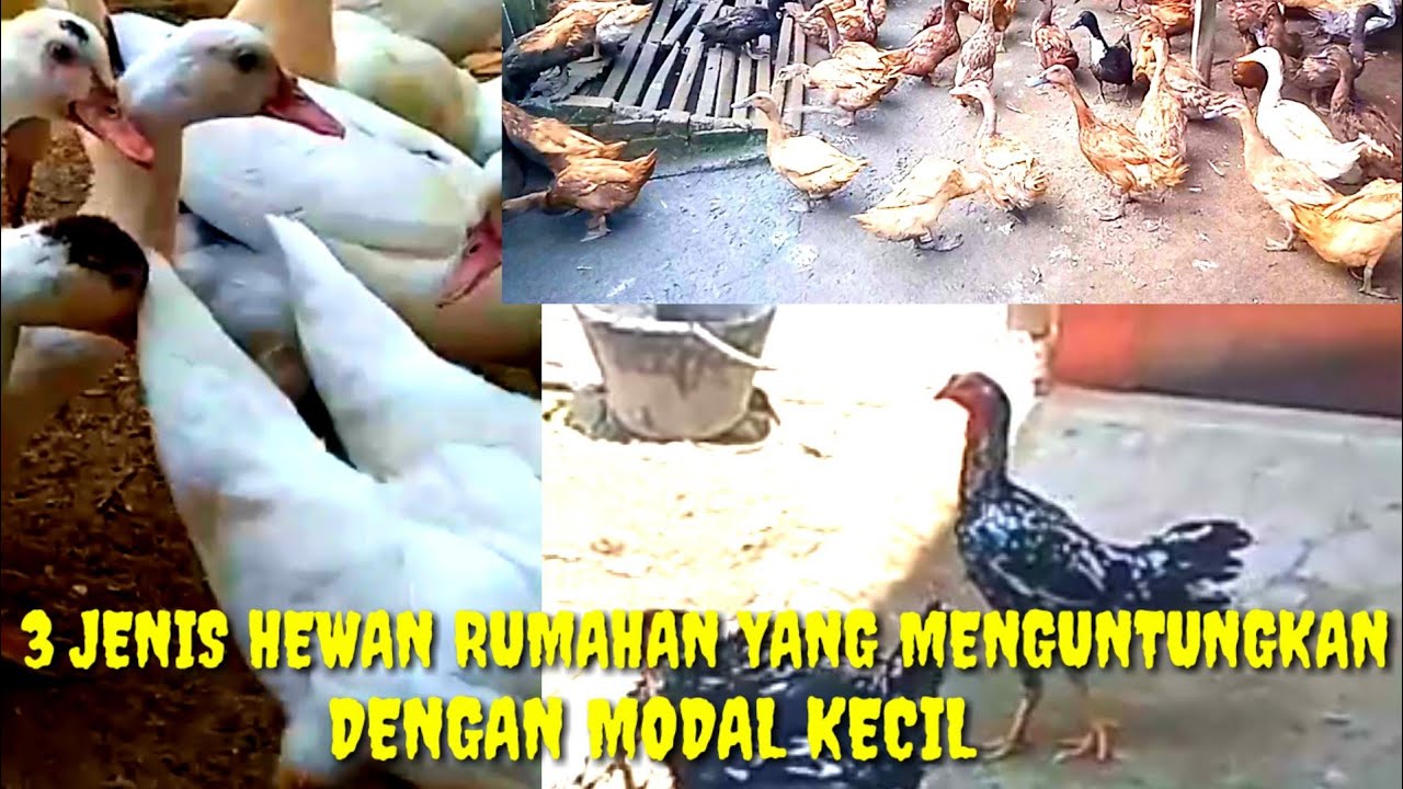3 jenis hewan ternak rumahan yang menguntungkan dengan modal kecil.
