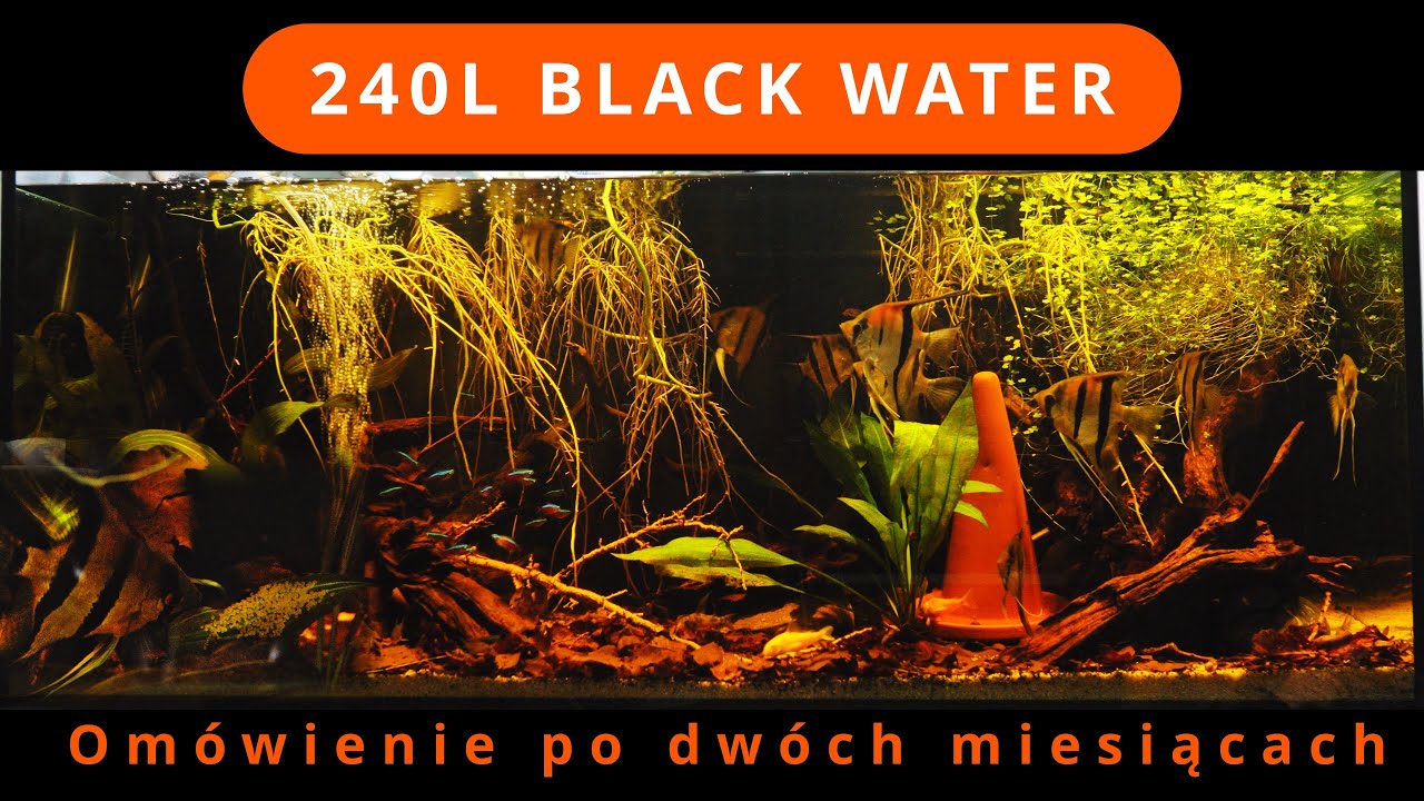 Pierwsza ikra w 240L i podsumowanie po dw&oacute;ch miesiącach od założenia akwarium black water.