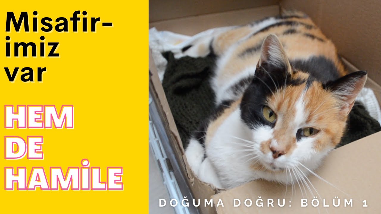 Yol kenarında hamile kedi buldum ve bırakamadım...