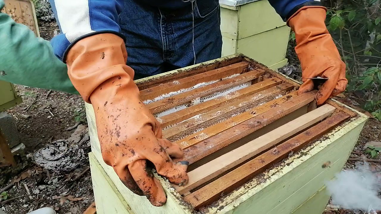 Un secreto de la apicultura que te ayudará a evitar enjambrazones y te hará ganar mas dinero.