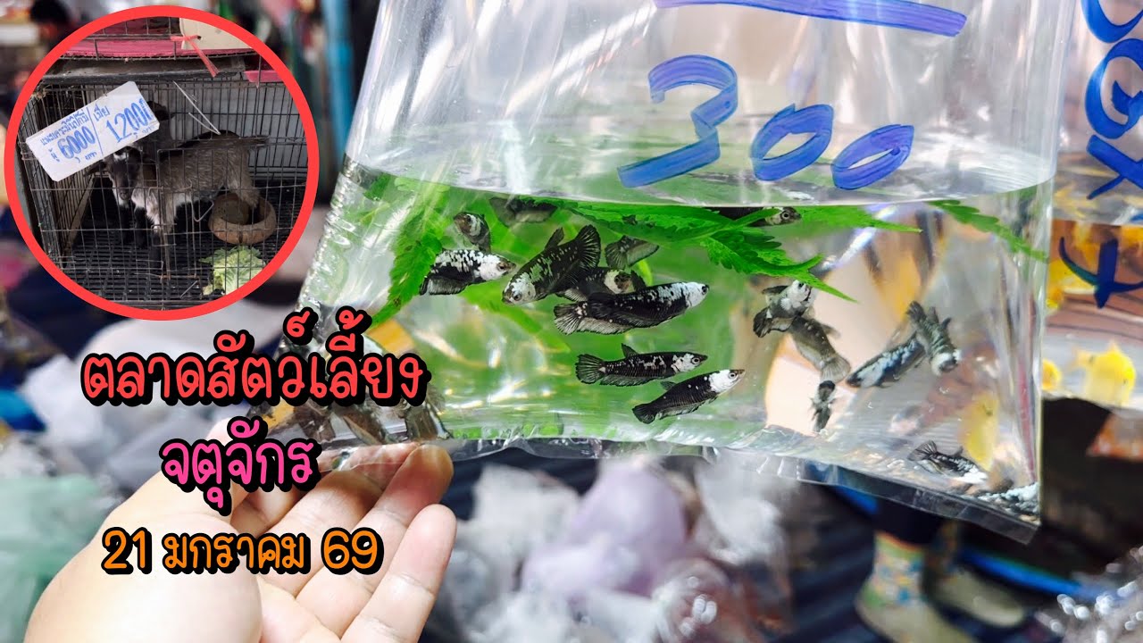 Zing’s Day l ตะลุยสัตว์เลี้ยงจตุจักร 21 มกราคม 69 (Ep.338)