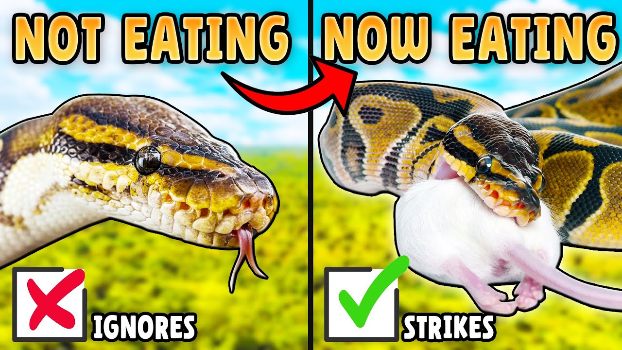 How to Get a Ball Python to Eat!