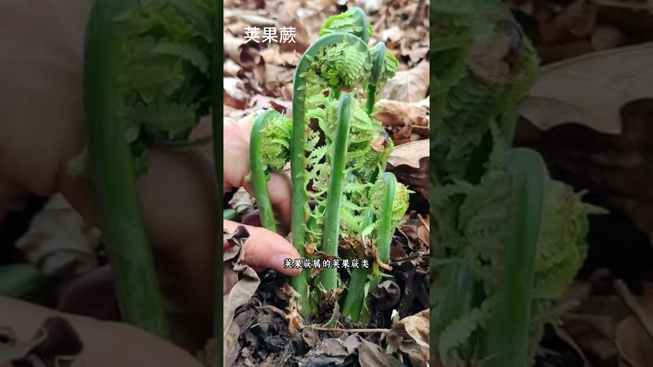 蕨菜，蕨類植物都是無毒的嗎？一分鐘讓你了解採蕨菜的風險 #植物科普#蕨菜#野菜