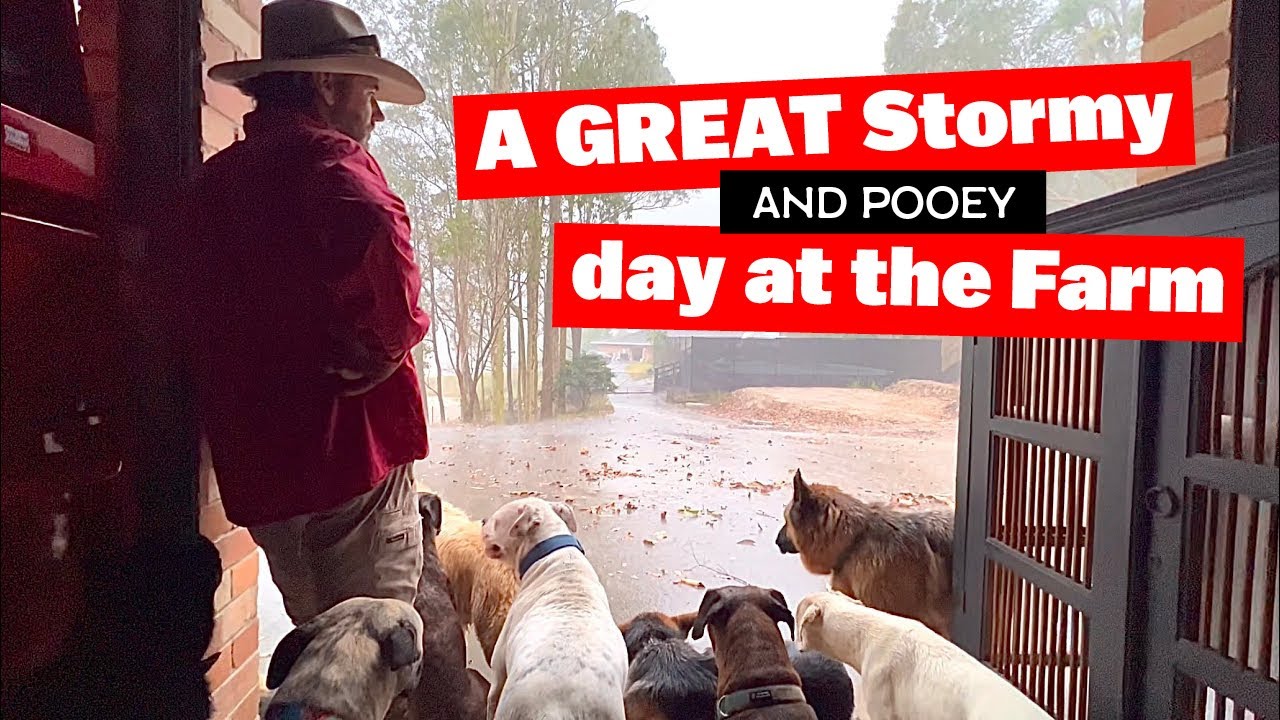 Storm and Heavy Rain at the Farm with lots of DOGS