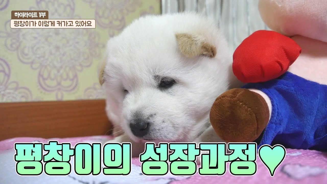다시보는 평창이의 성장과정★ [진돗개패밀리]