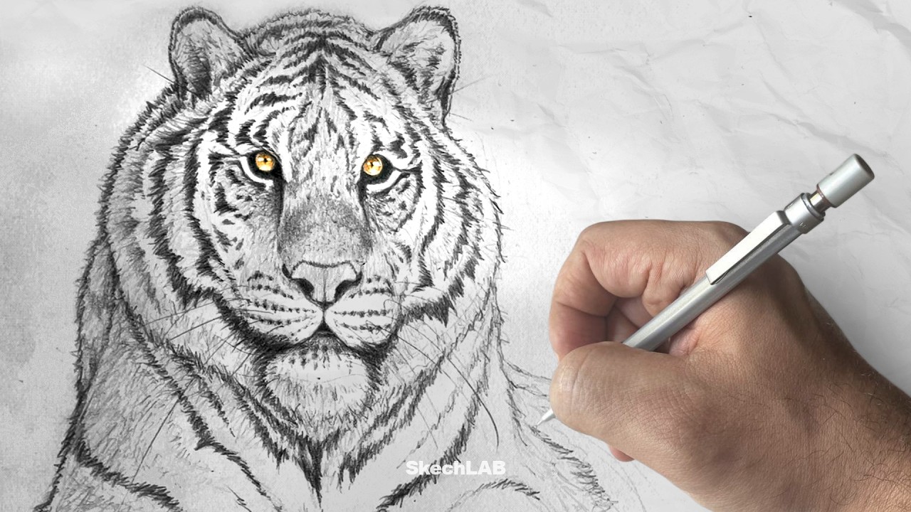 Drawing a Tiger (No Talking) | SkechLAB