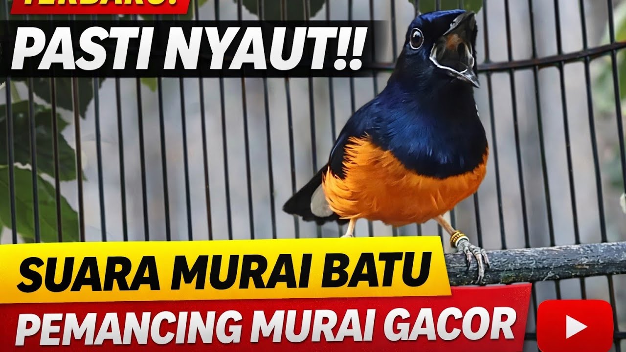AUTO NYAUT‼️ Pancingan Murai Batu Paling AMPUH & Efektif