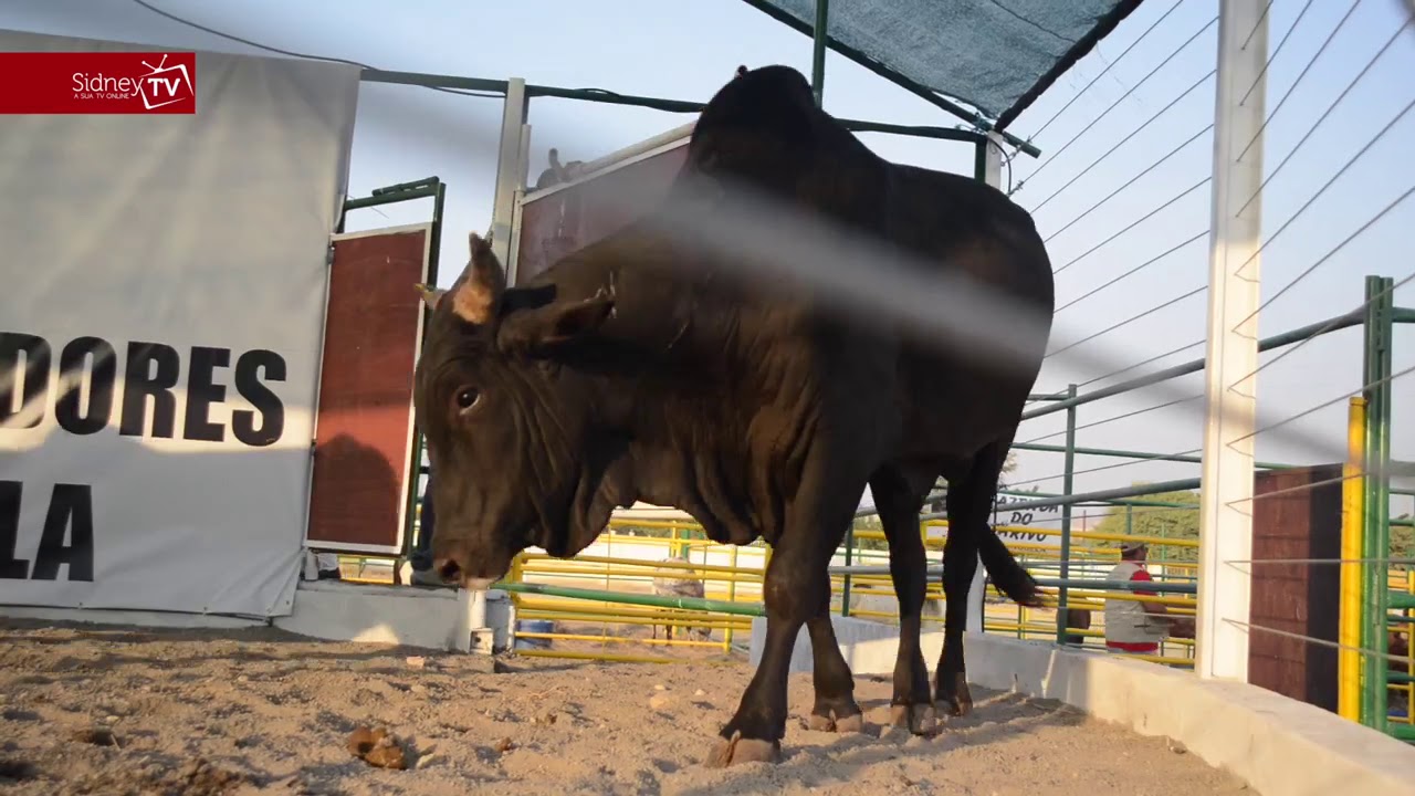 Feira e Leilão de Gado   Benguela