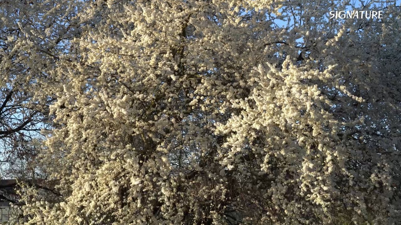 힐링2ㅣ독일집앞마당ㅣ새소리ㅣ공부ㅣ집중ㅣ수면ㅣVogelstimmen im GartenㅣEntspannungㅣBird Sounds in Garden ㅣRelaxing