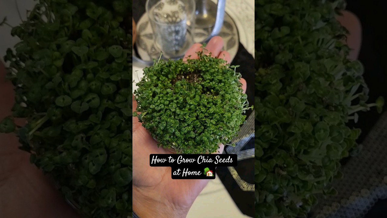 🤔 How to Grow Chia Seeds at Home 🏡