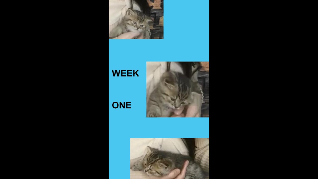 My rescue Mr. Monkey on my channels (1-7)