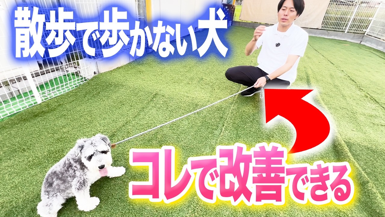【犬しつけ】散歩で動かない犬はコレで改善！理由はこの2つです【プロドッグトレーナー】