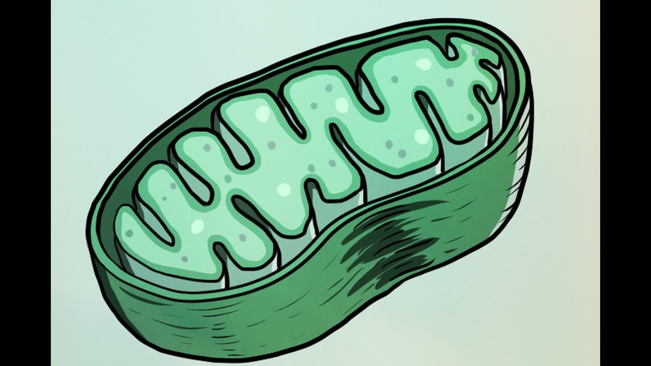 ELECTRON TRANSPORT CHAIN - biochemistry  online learning