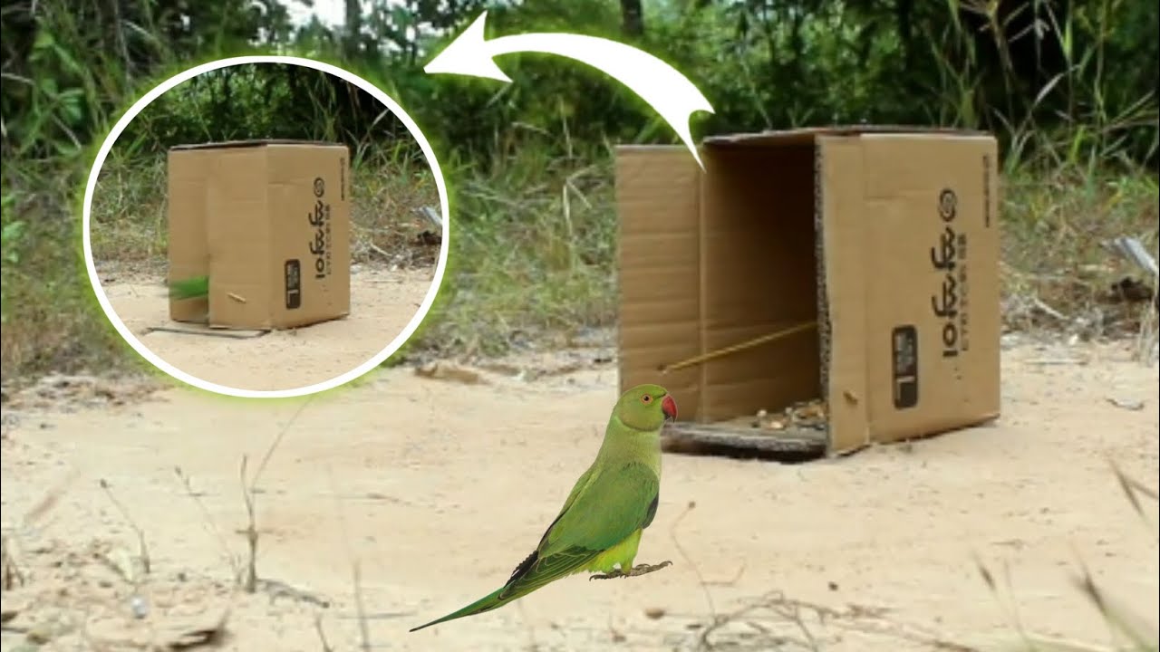 Easy bird trap 🪤🪤 /Bird trap method/catch parrot 🦜🦜 easily/how to catch bird