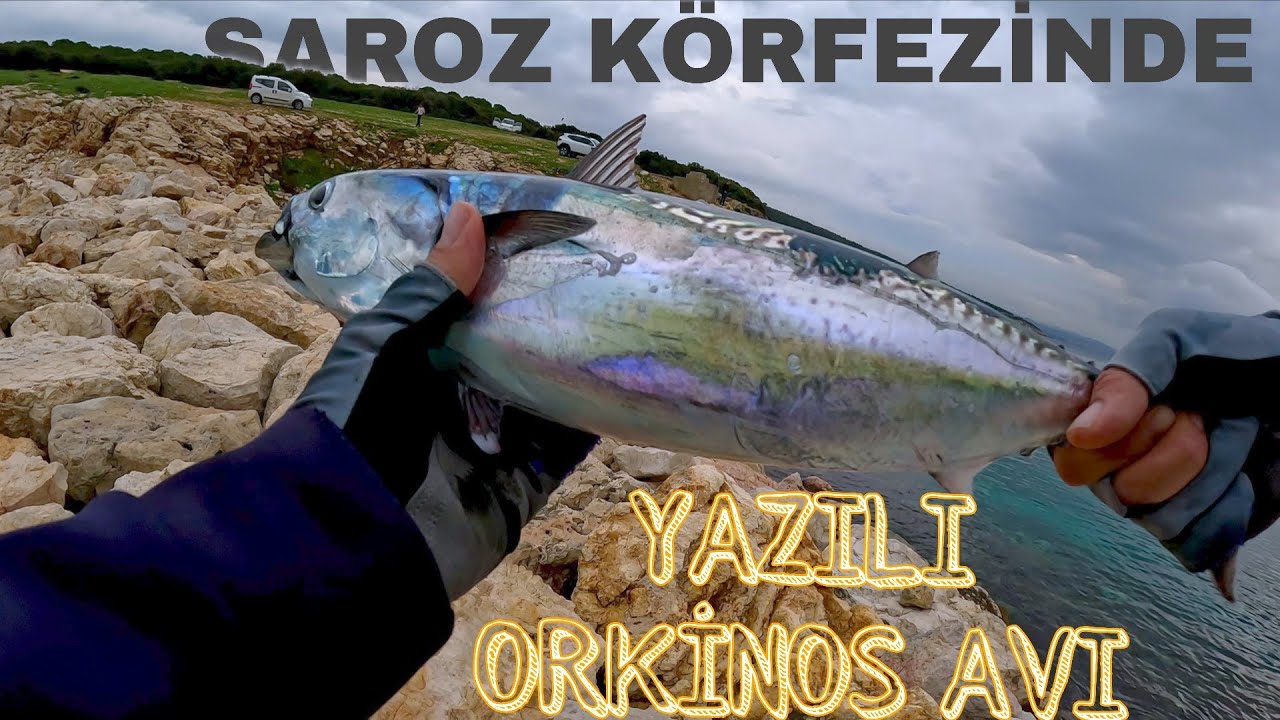 Saros körfezi'nde Yazılı Orkinos Avı