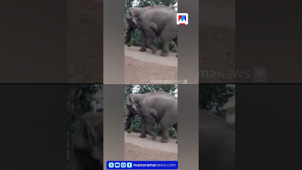 വയനാട് മൂടക്കൊല്ലിയിൽ രാത്രിയെന്നോ പകലെന്നോ വ്യത്യാസമില്ലാതെ കാട്ടാനകൾ; ഭീതി #elephant #wayanad