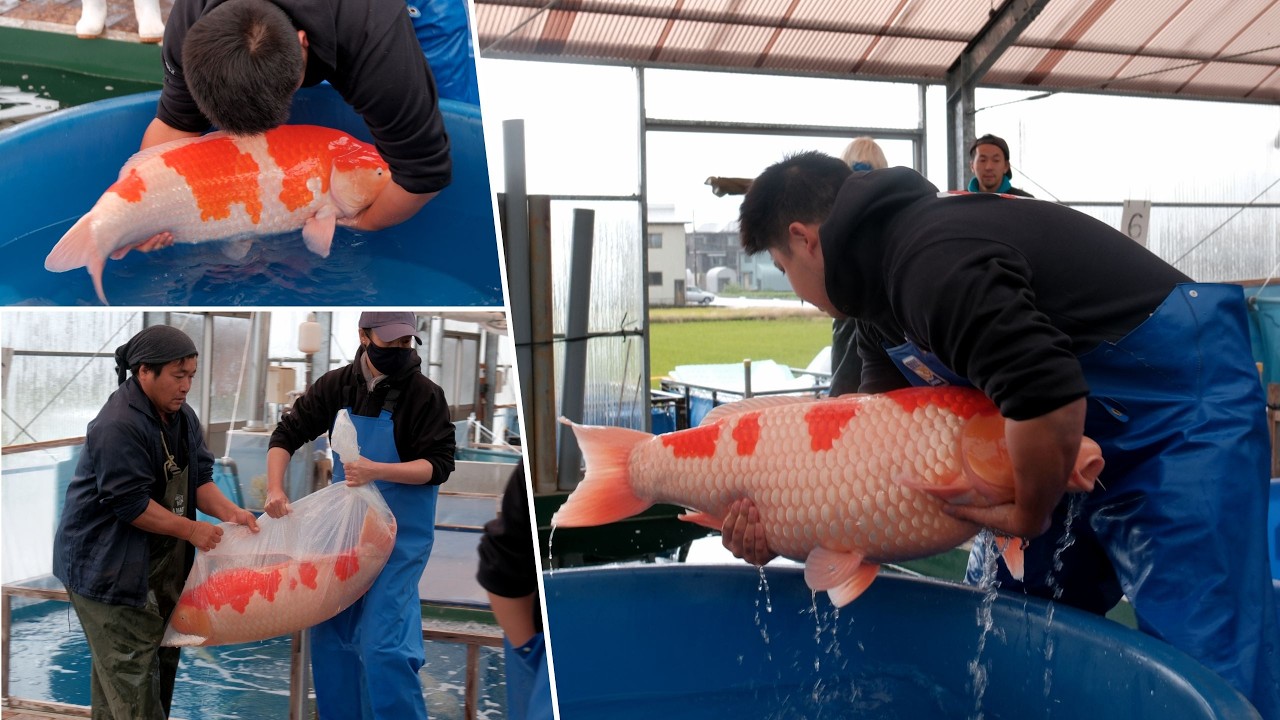 Cá Koi Khủng Chuẩn Bị Cho Nogyosai Koi Show | Tuyển chọn tại Marudo Koi Farm