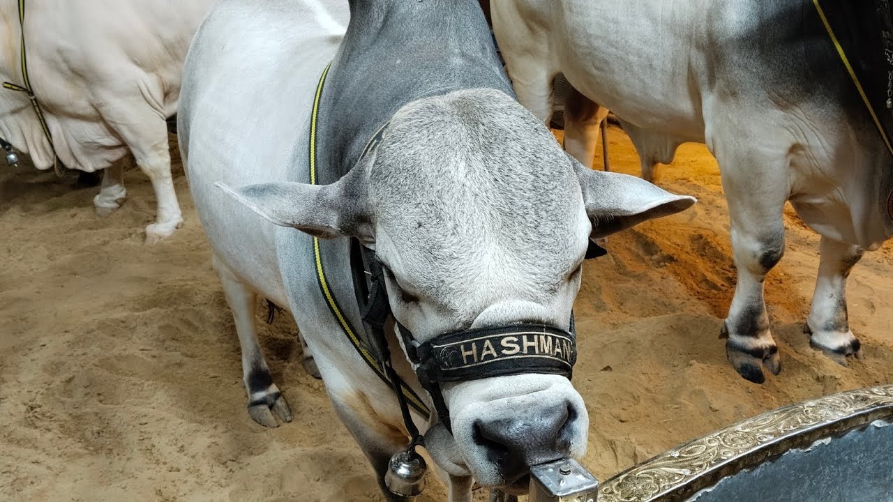 Dalfa cattle show season 4 ❤️😍 farmers ny dhoom macha di 🥰❤️‍🔥